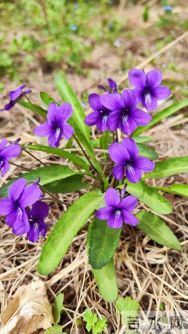 教您识别二十五种野生中草特征，您的家乡有吗？您认识几种呢？