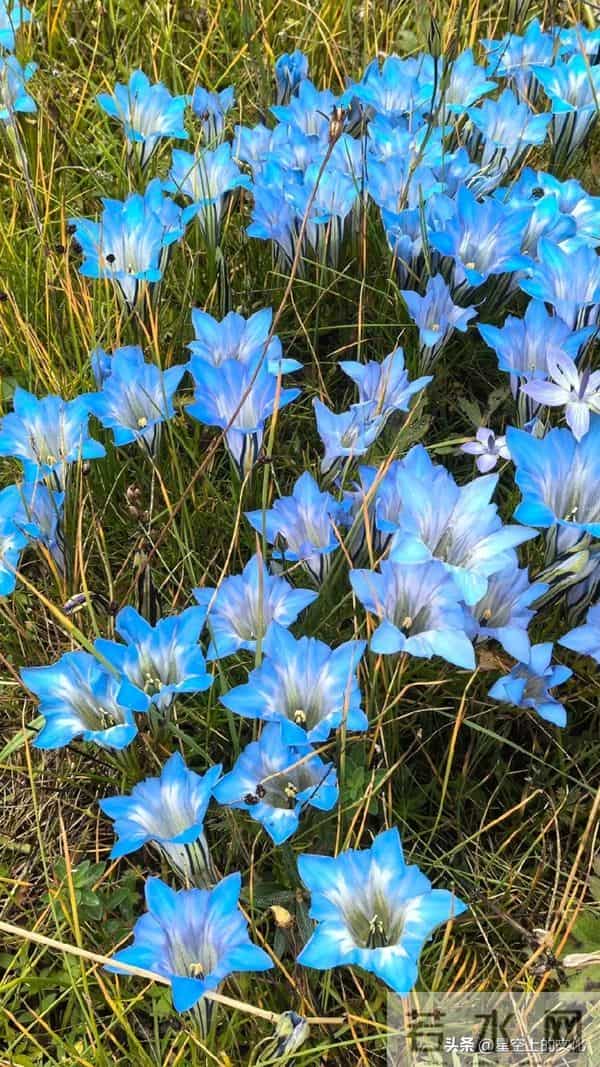 教您识别二十五种野生中草特征，您的家乡有吗？您认识几种呢？