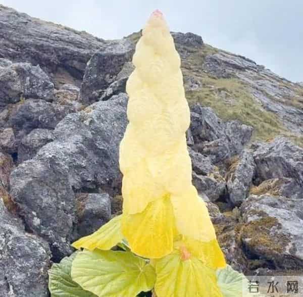 一生只开一次花，最长45年结果，2019年，云南男子手撕了一株被抓