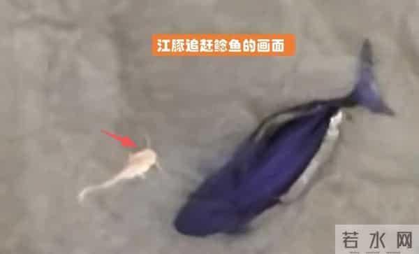 长江禁渔5年鱼多了，江豚追赶鲶鱼却不吃，捕食失败还是变“挑”了？