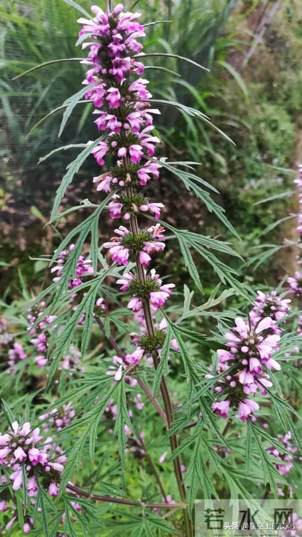 教您识别二十五种野生中草特征，您的家乡有吗？您认识几种呢？