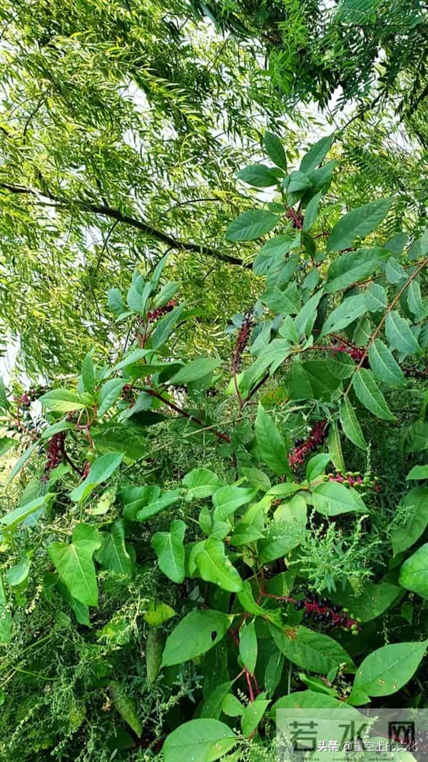 教您识别二十五种野生中草特征，您的家乡有吗？您认识几种呢？