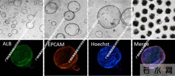 每分钟可制备100个!3D生物打印“迷你肝脏”助力肝病研究突破