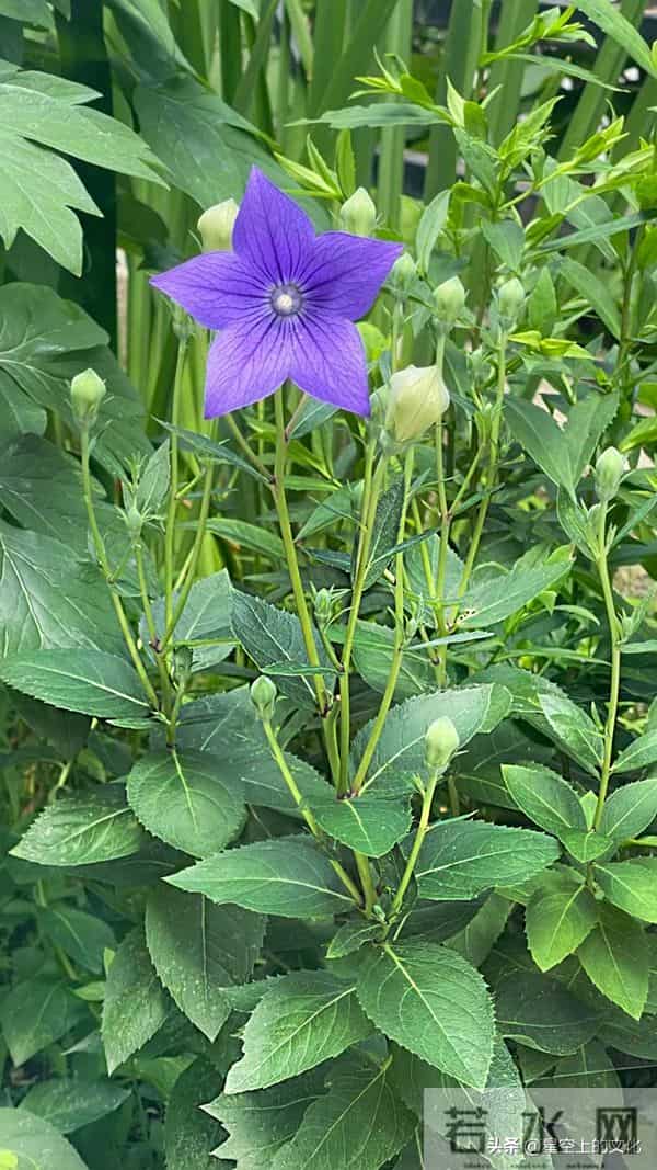 教您识别二十五种野生中草特征，您的家乡有吗？您认识几种呢？