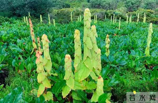 一生只开一次花，最长45年结果，2019年，云南男子手撕了一株被抓