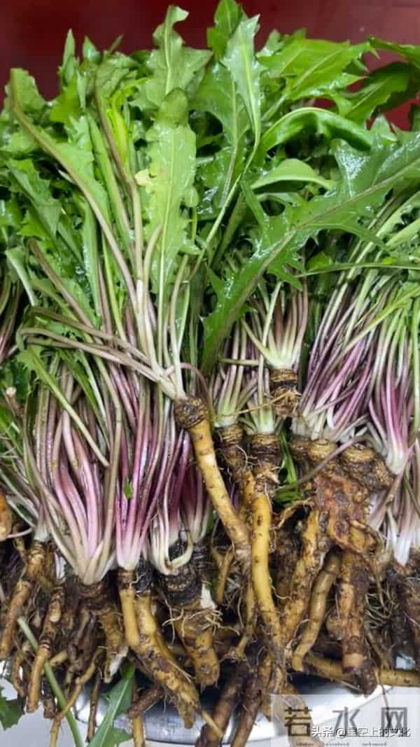 教您识别二十五种野生中草特征，您的家乡有吗？您认识几种呢？