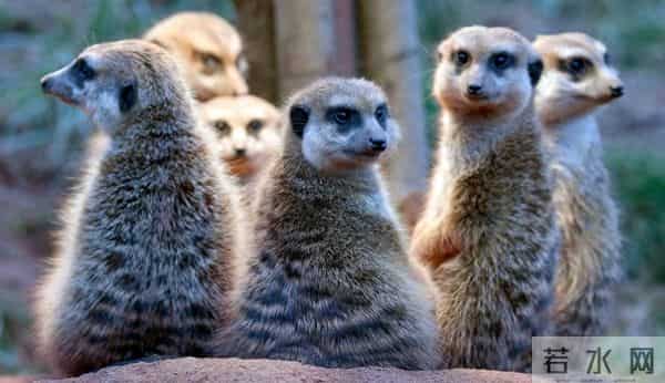 科学还首次对人类一夫一妻制程度在动物中位置进行量化评估