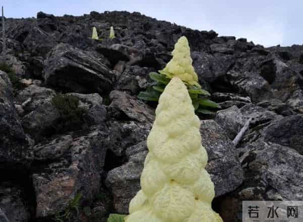 一生只开一次花，最长45年结果，2019年，云南男子手撕了一株被抓