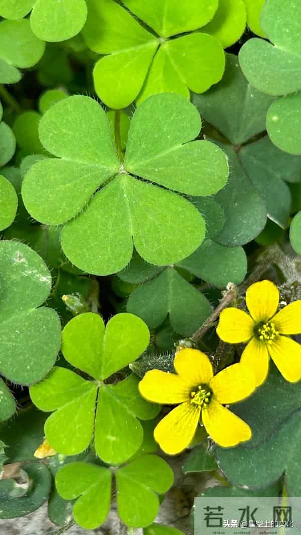 教您识别二十五种野生中草特征，您的家乡有吗？您认识几种呢？