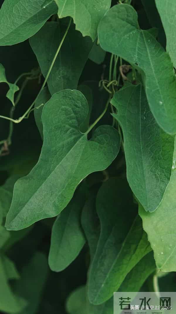 教您识别二十五种野生中草特征，您的家乡有吗？您认识几种呢？