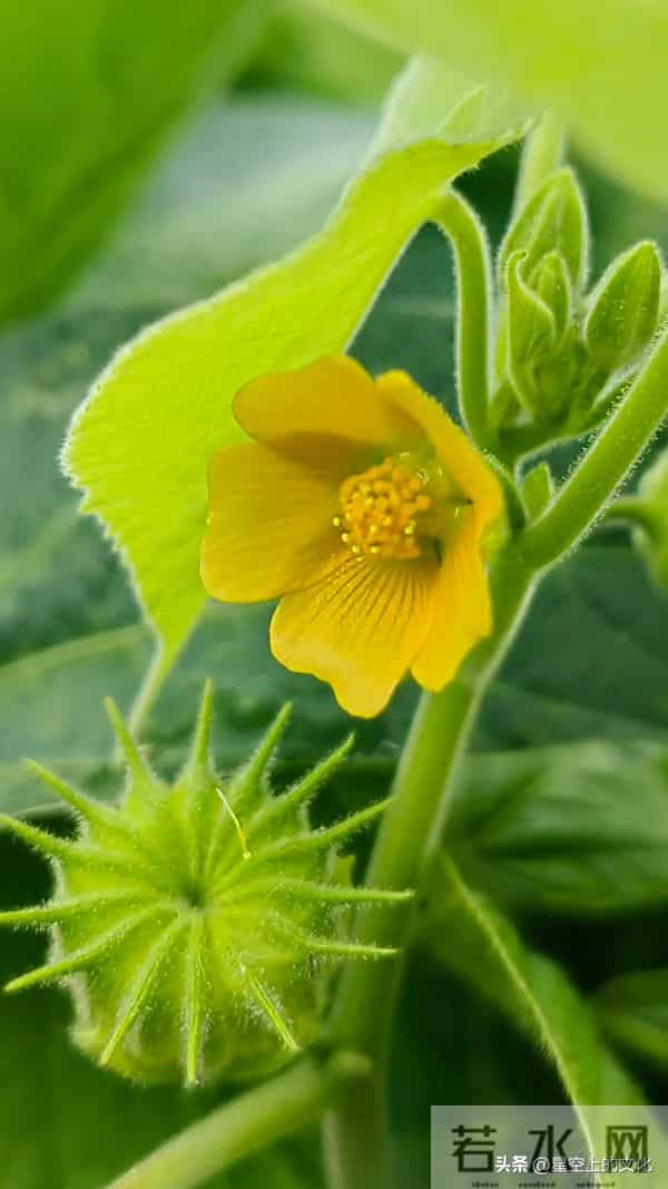 教您识别二十五种野生中草特征，您的家乡有吗？您认识几种呢？