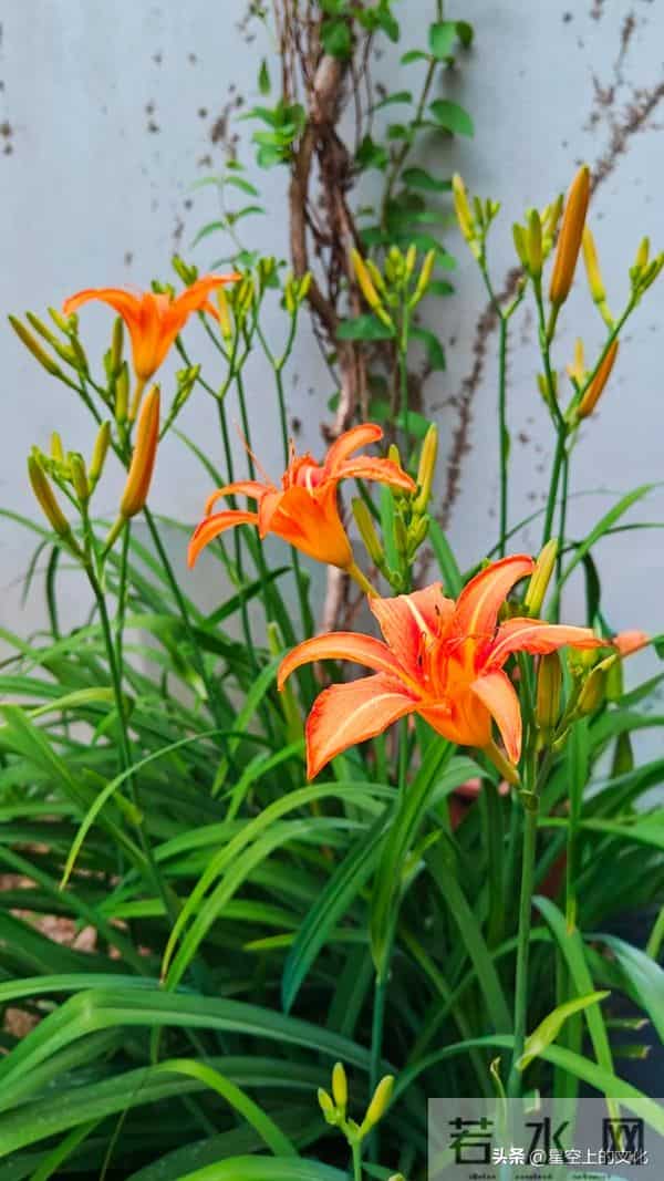 教您识别二十五种野生中草特征，您的家乡有吗？您认识几种呢？