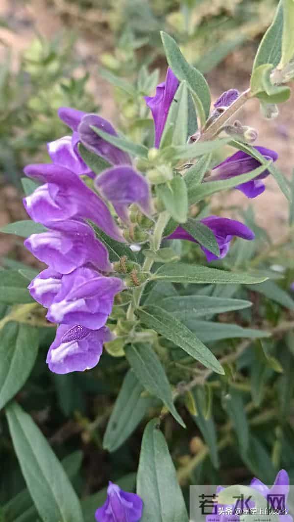 教您识别二十五种野生中草特征，您的家乡有吗？您认识几种呢？