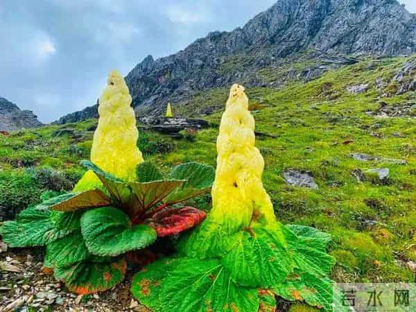 一生只开一次花，最长45年结果，2019年，云南男子手撕了一株被抓