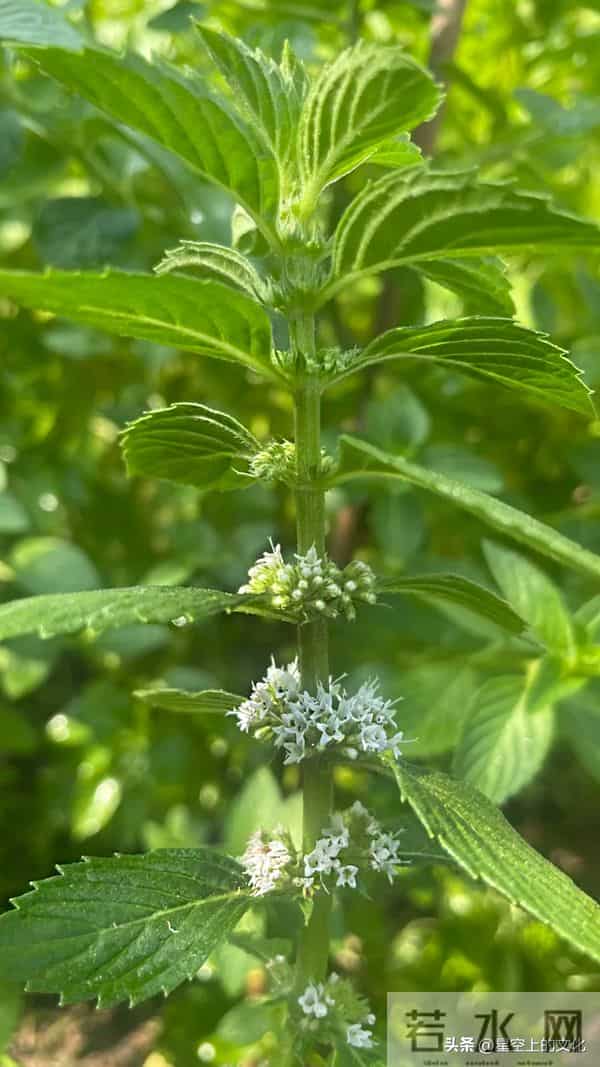 教您识别二十五种野生中草特征，您的家乡有吗？您认识几种呢？