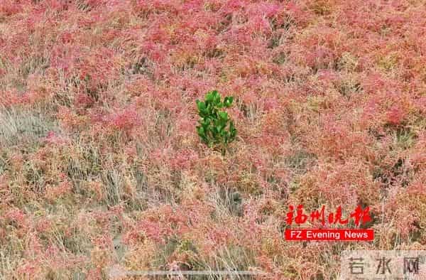太美了!福州这里“红”了!