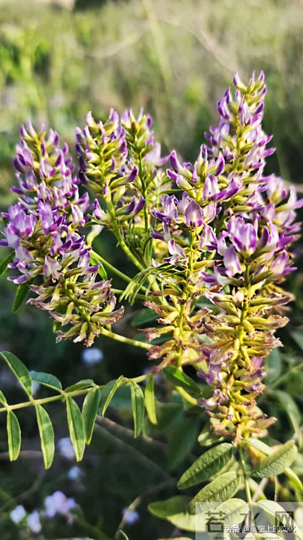 教您识别二十五种野生中草特征，您的家乡有吗？您认识几种呢？