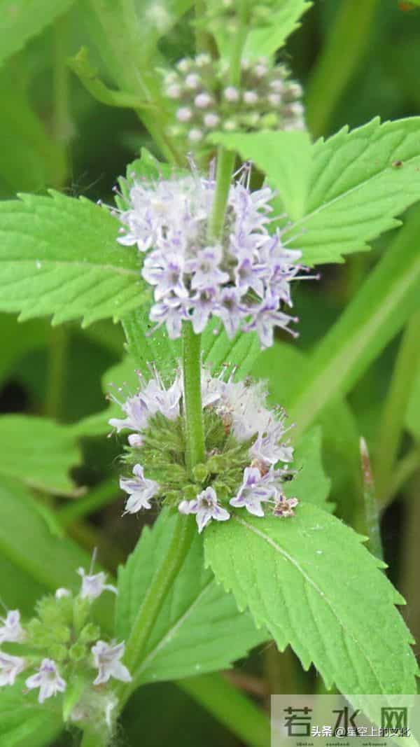 教您识别二十五种野生中草特征，您的家乡有吗？您认识几种呢？