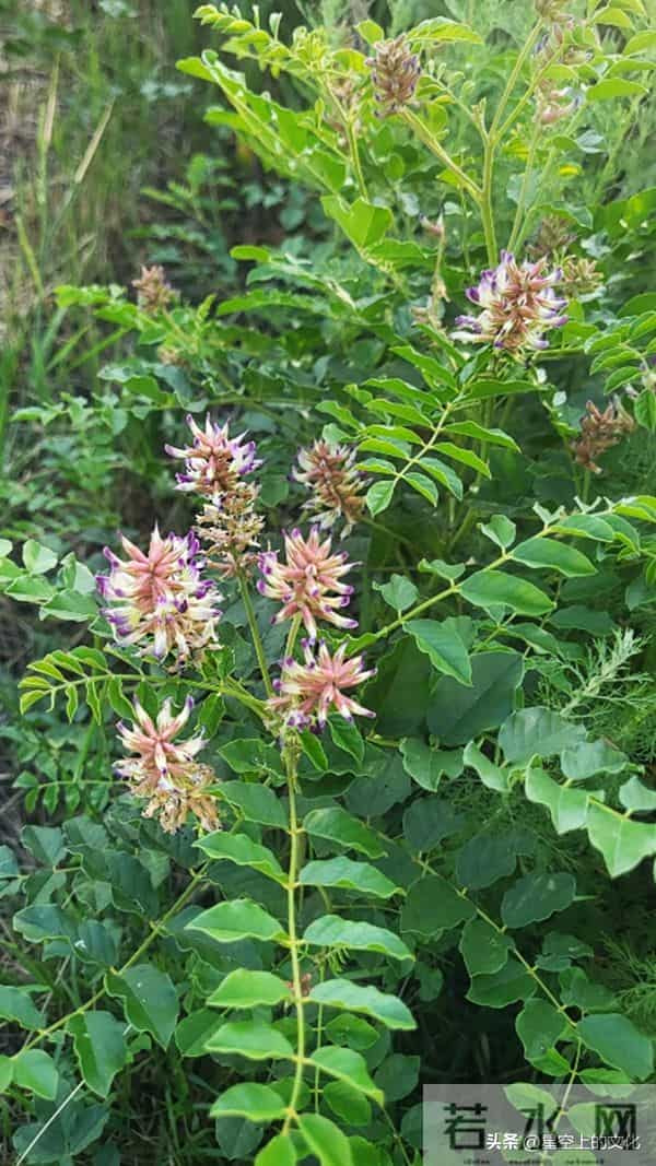 教您识别二十五种野生中草特征，您的家乡有吗？您认识几种呢？