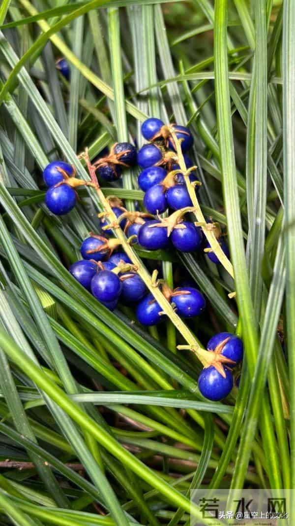 教您识别二十五种野生中草特征，您的家乡有吗？您认识几种呢？