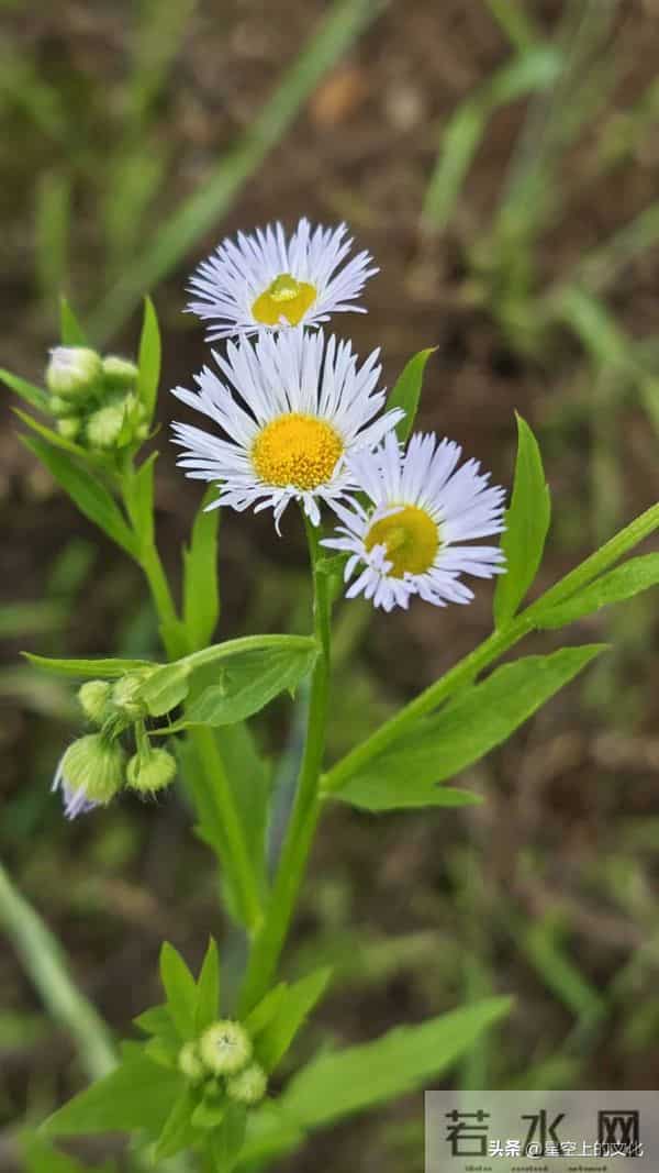 教您识别二十五种野生中草特征，您的家乡有吗？您认识几种呢？