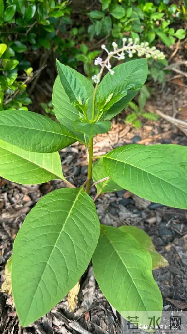 教您识别二十五种野生中草特征，您的家乡有吗？您认识几种呢？