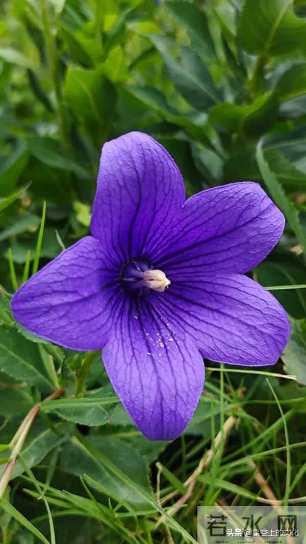 教您识别二十五种野生中草特征，您的家乡有吗？您认识几种呢？