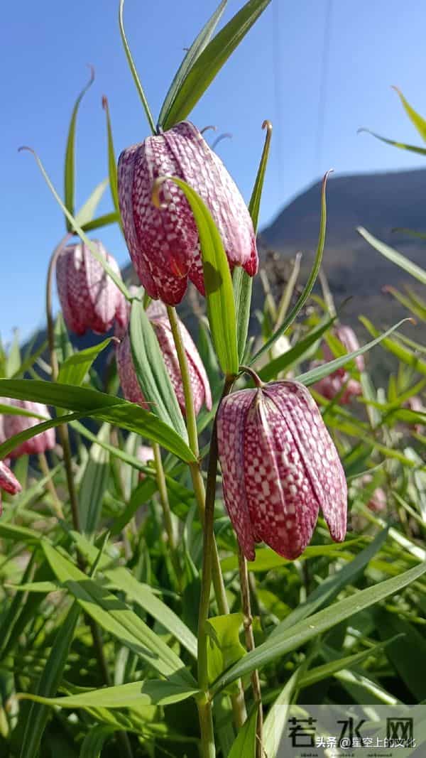 教您识别二十五种野生中草特征，您的家乡有吗？您认识几种呢？