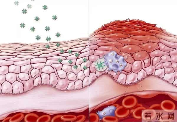 胡萝卜立功了?欧洲科学家从中发现宝藏,补充或可“拨慢”衰老