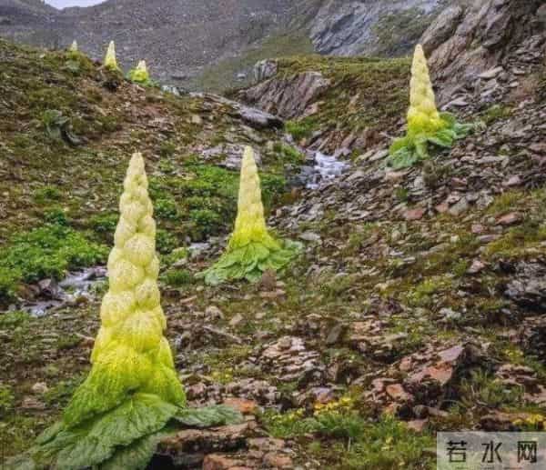 一生只开一次花，最长45年结果，2019年，云南男子手撕了一株被抓