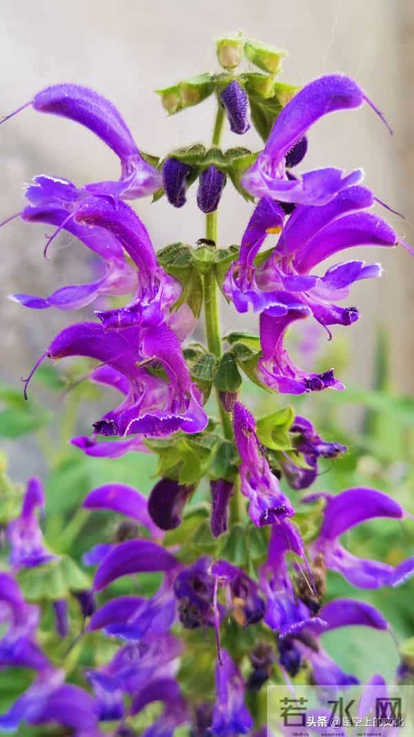 教您识别二十五种野生中草特征，您的家乡有吗？您认识几种呢？