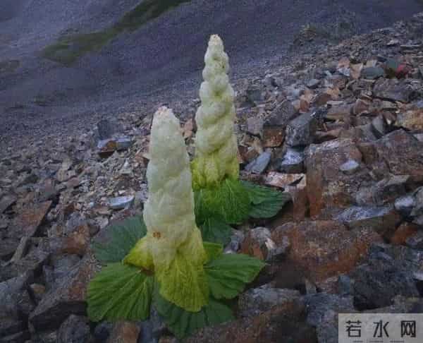 一生只开一次花，最长45年结果，2019年，云南男子手撕了一株被抓