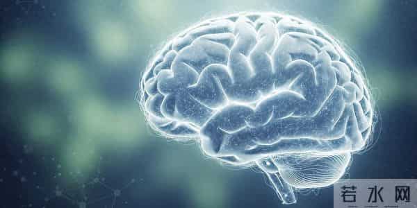 《美国国家科学院院刊》:美貌与大脑能量有令人惊讶的生物学联系