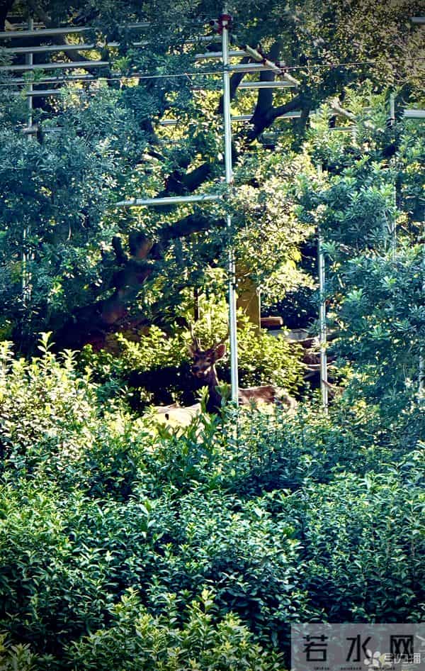 苏州树山惊现“鹿出没”?