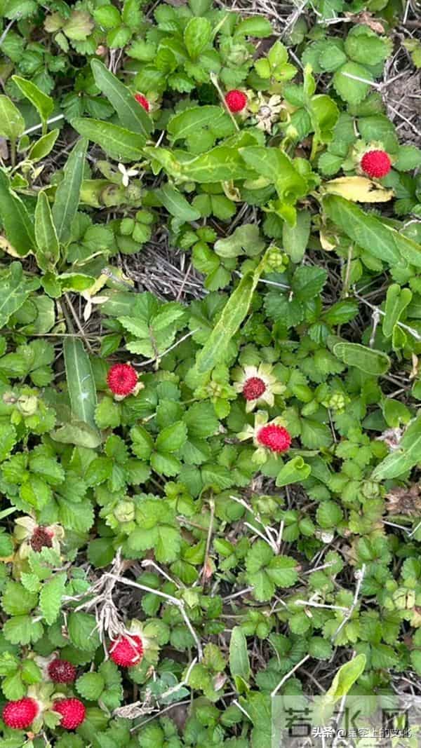 教您识别二十五种野生中草特征，您的家乡有吗？您认识几种呢？