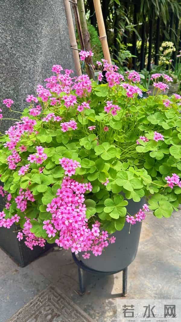 教您识别二十五种野生中草特征，您的家乡有吗？您认识几种呢？