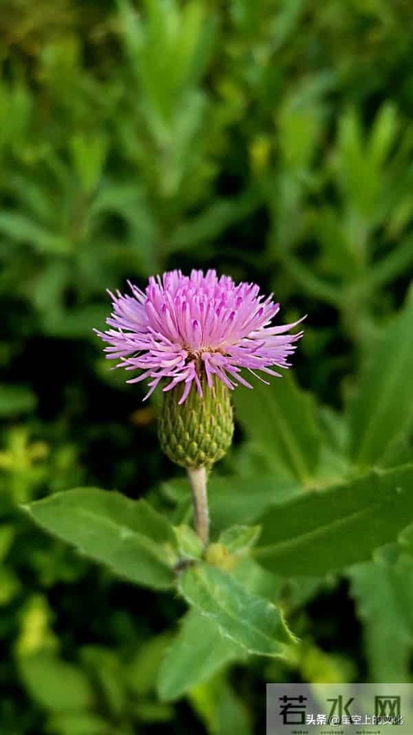 教您识别二十五种野生中草特征，您的家乡有吗？您认识几种呢？