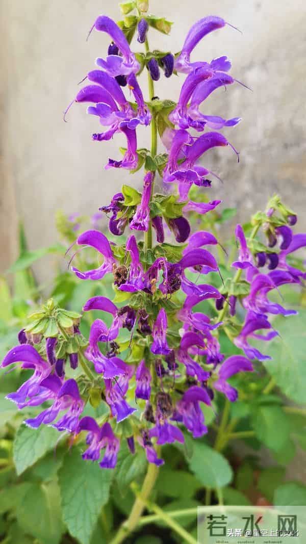 教您识别二十五种野生中草特征，您的家乡有吗？您认识几种呢？