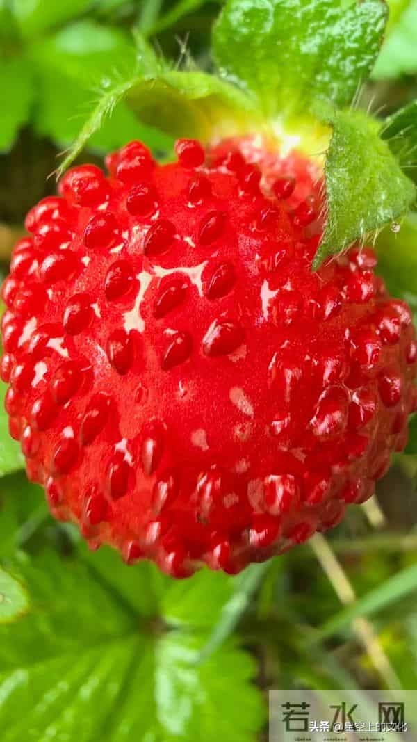 教您识别二十五种野生中草特征，您的家乡有吗？您认识几种呢？