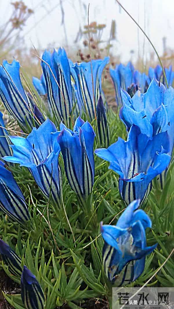 教您识别二十五种野生中草特征，您的家乡有吗？您认识几种呢？