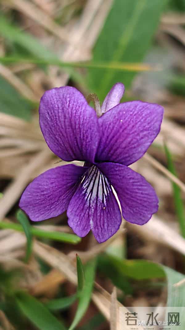 教您识别二十五种野生中草特征，您的家乡有吗？您认识几种呢？