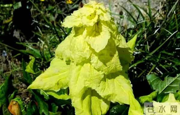 一生只开一次花，最长45年结果，2019年，云南男子手撕了一株被抓