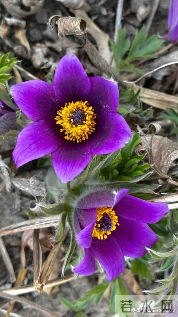 教您识别二十五种野生中草特征，您的家乡有吗？您认识几种呢？