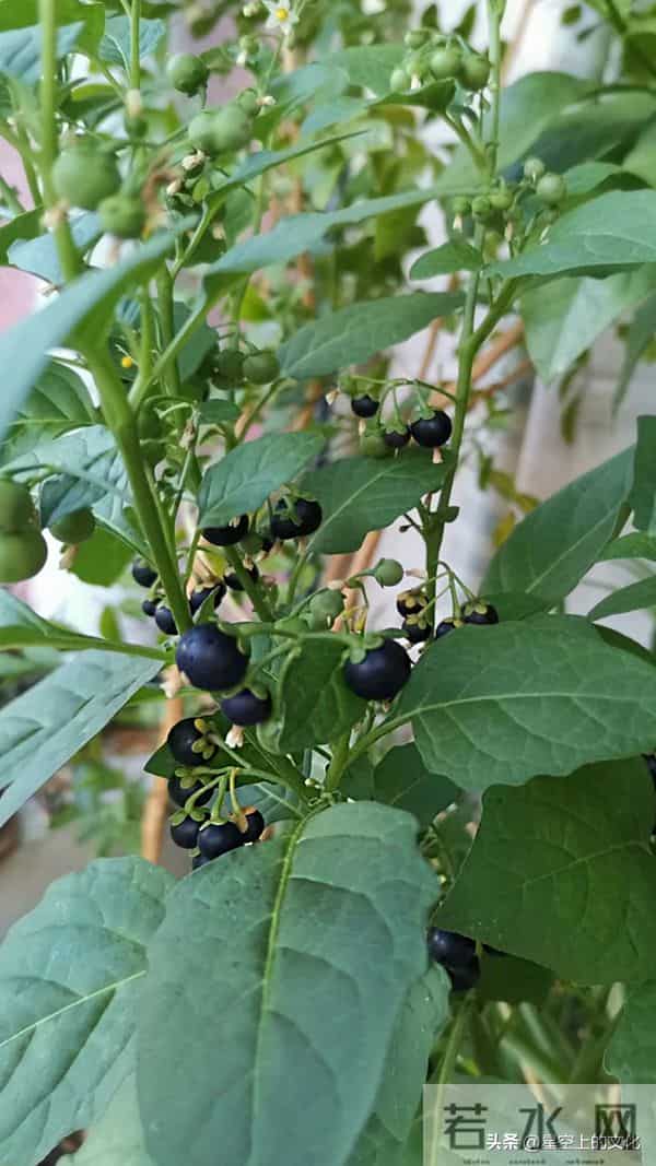 教您识别二十五种野生中草特征，您的家乡有吗？您认识几种呢？