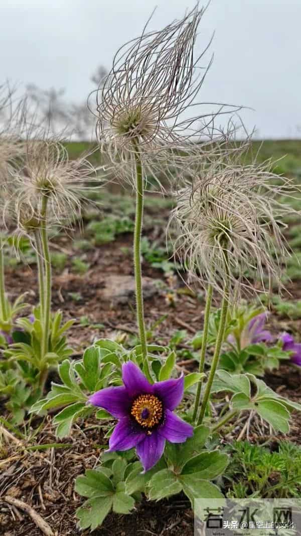教您识别二十五种野生中草特征，您的家乡有吗？您认识几种呢？