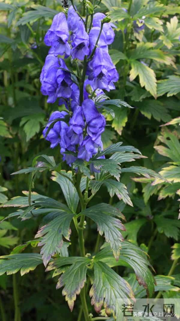 教您识别二十五种野生中草特征，您的家乡有吗？您认识几种呢？