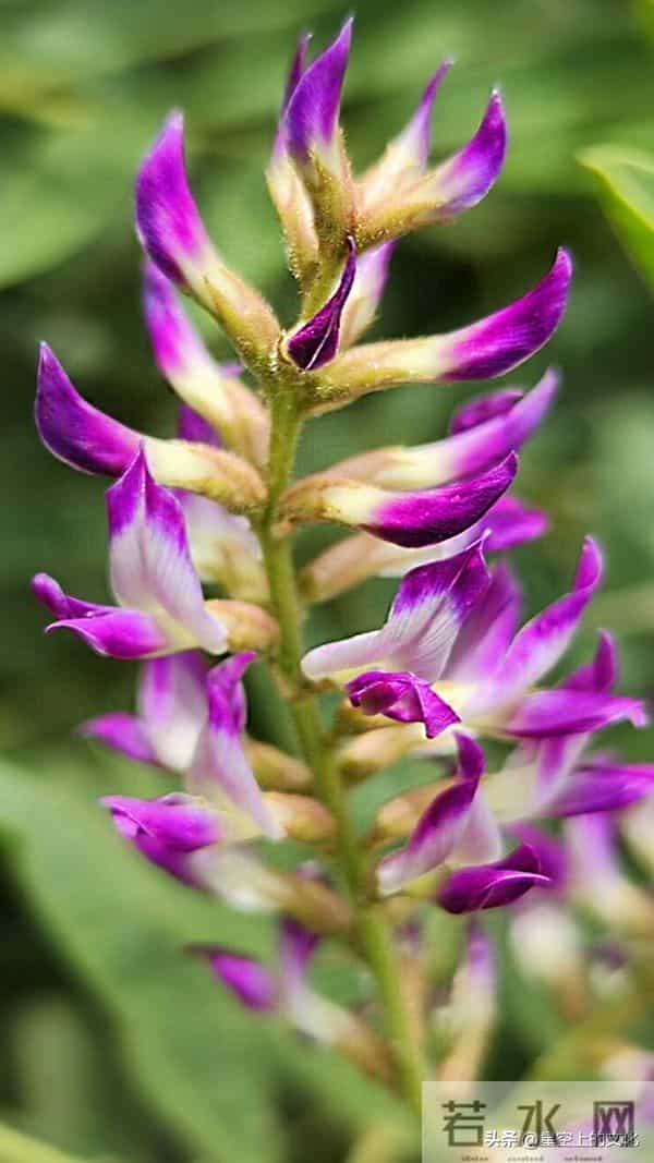 教您识别二十五种野生中草特征，您的家乡有吗？您认识几种呢？