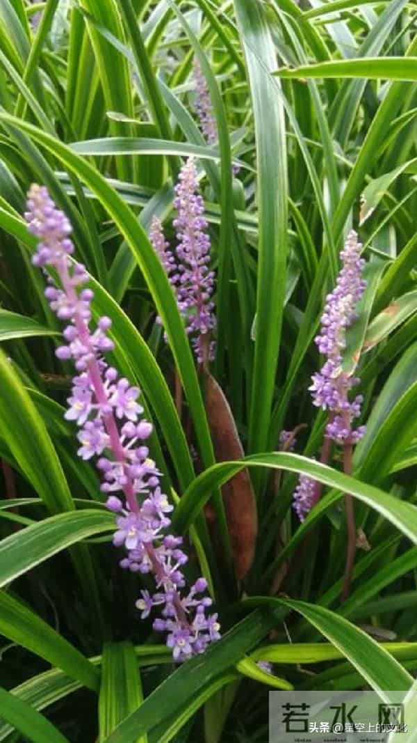 教您识别二十五种野生中草特征，您的家乡有吗？您认识几种呢？