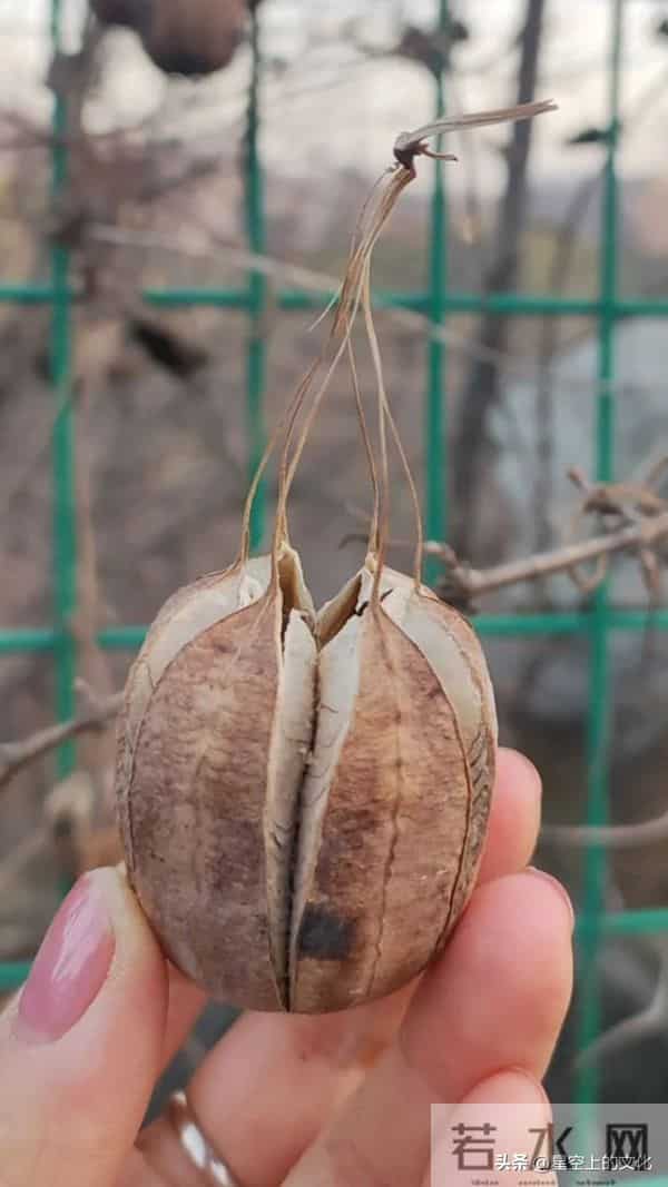 教您识别二十五种野生中草特征，您的家乡有吗？您认识几种呢？