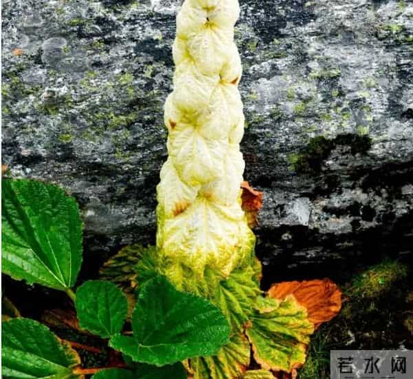 一生只开一次花，最长45年结果，2019年，云南男子手撕了一株被抓